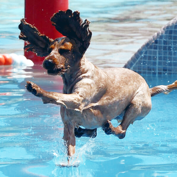 Vídeo de los mejores saltos del concurso Perros al Agua !!